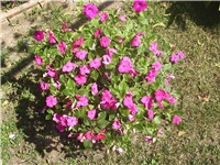 9351a946-Picture 011.jpg